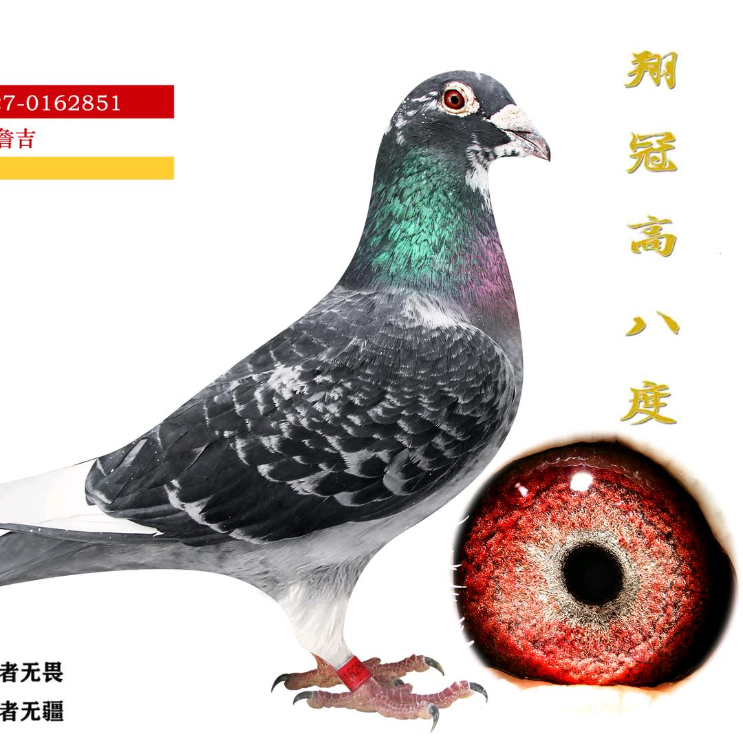 甘肃·武威壹號（高八度）
