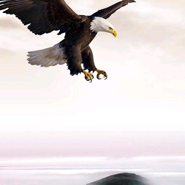 游资鳄鱼王