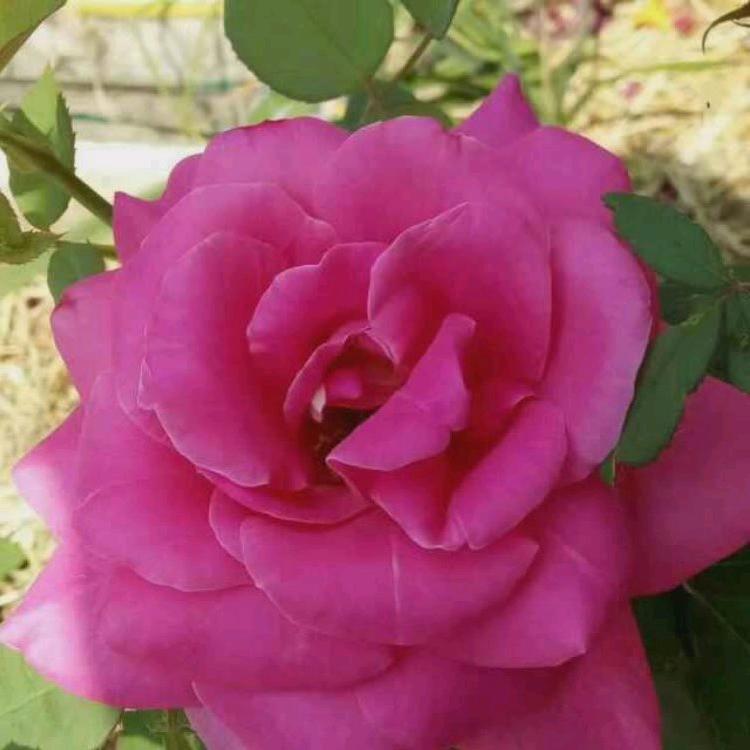 开开心心每一天