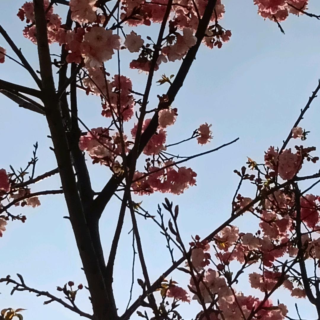 ༊ღ᭄露萍꧔ꦿ᭄💞.