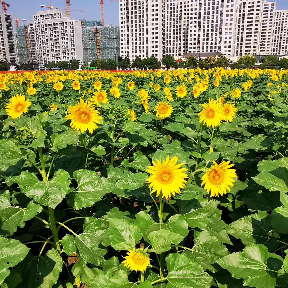 时间与阳光