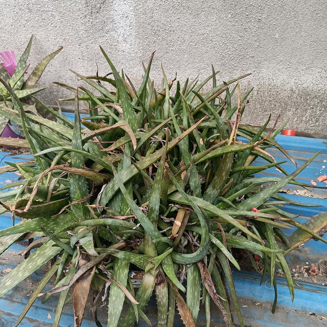 用户502582654142荷塘