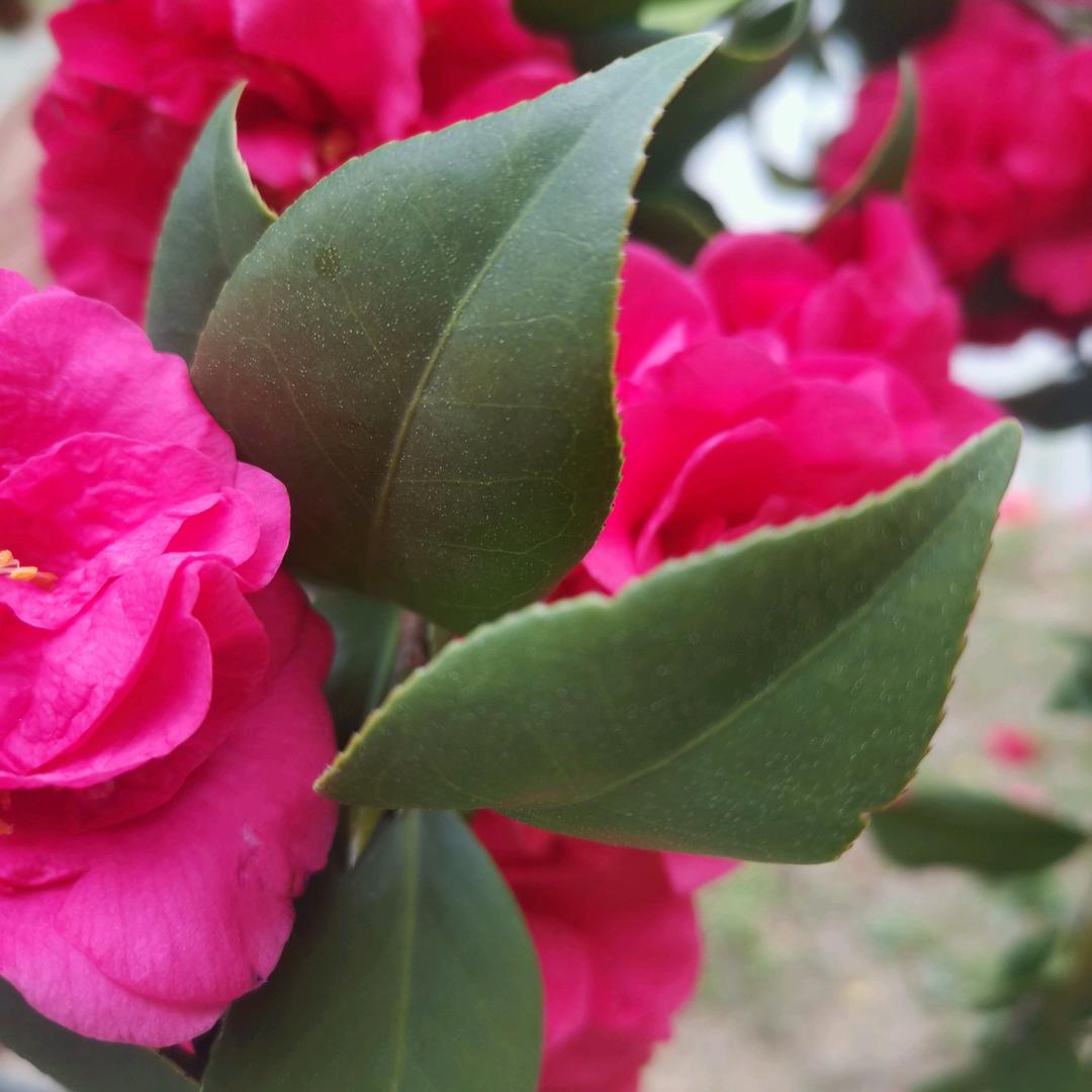 风雨人生5983118398开直播。直，