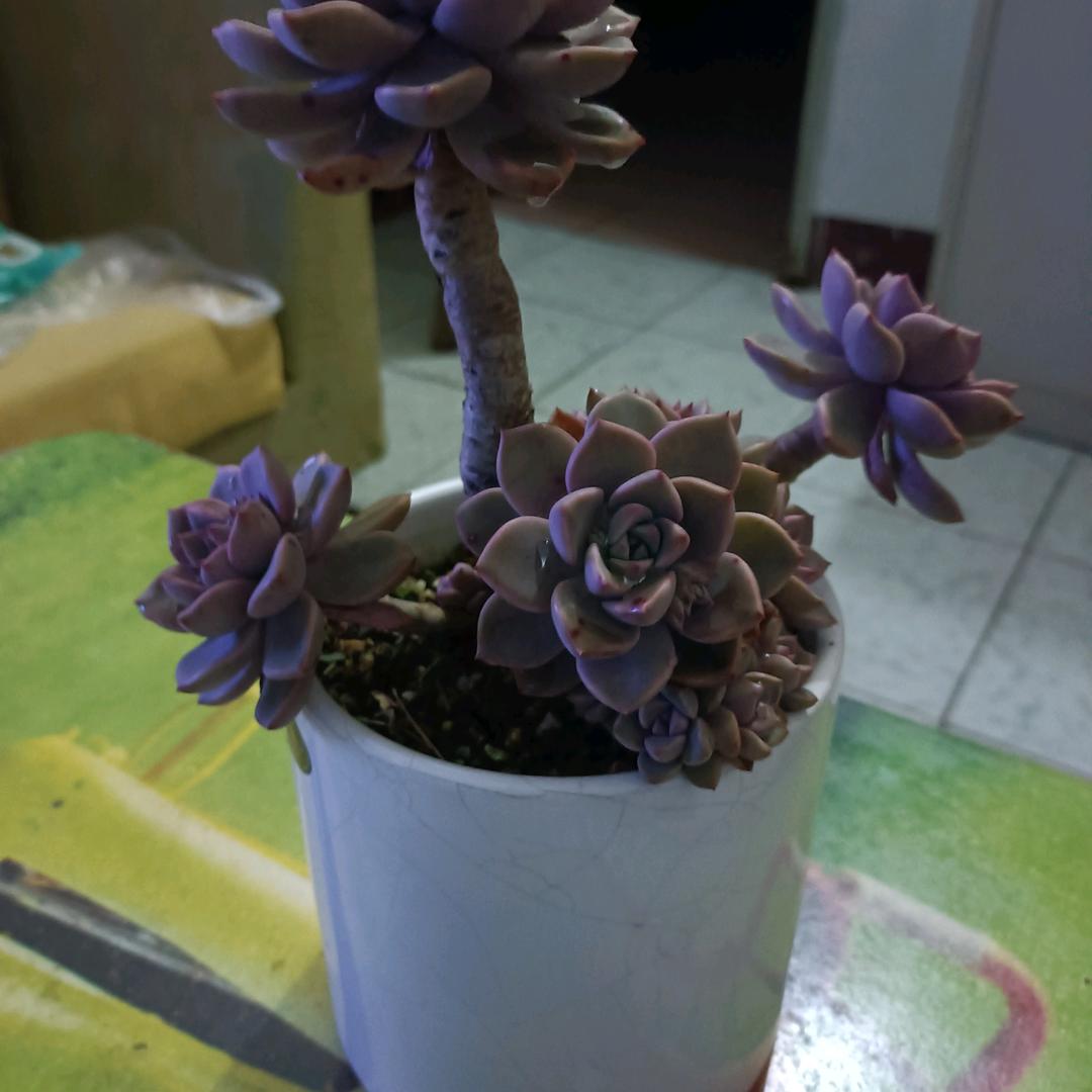 汪德