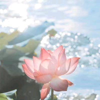 🌈花开富贵🌸