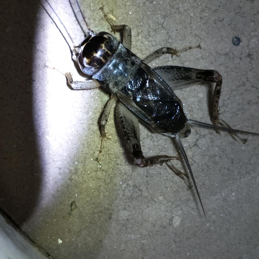 小梁蛐蛐工作室