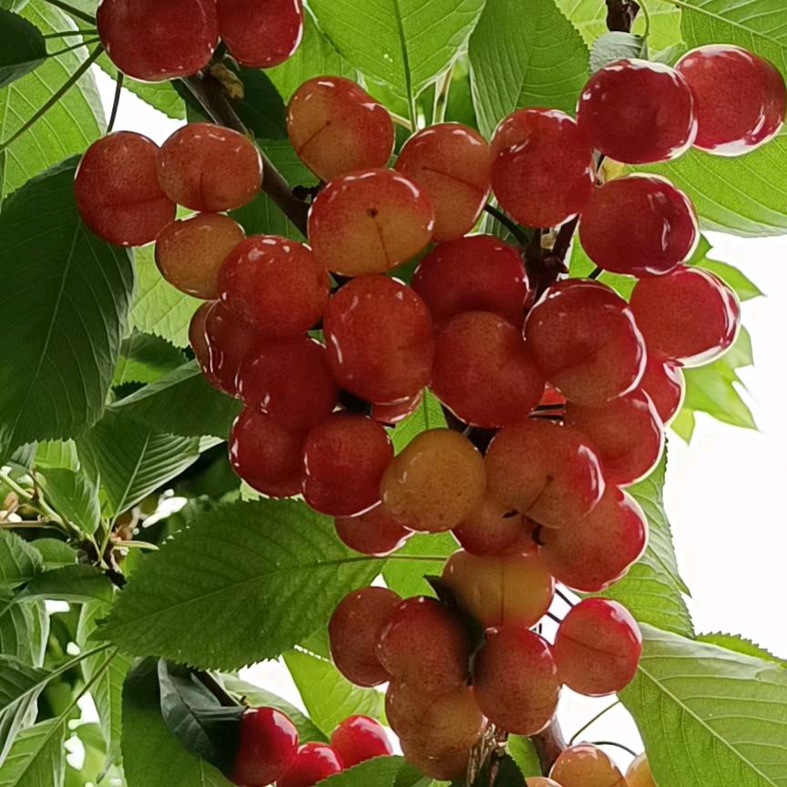 魏小梅