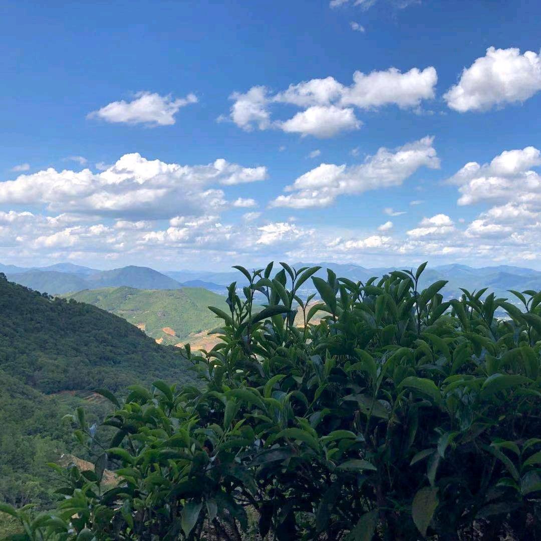 🇨🇳冬茗🇨🇳