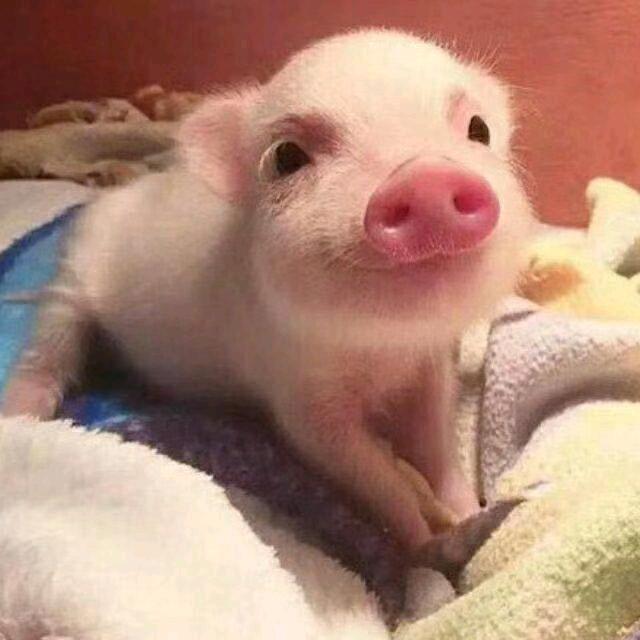 👍👍80后🐷🐷侠👍👍