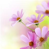 🌈金色年華🔶