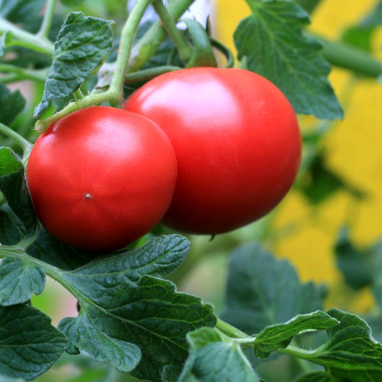 昌邑小镇西红柿