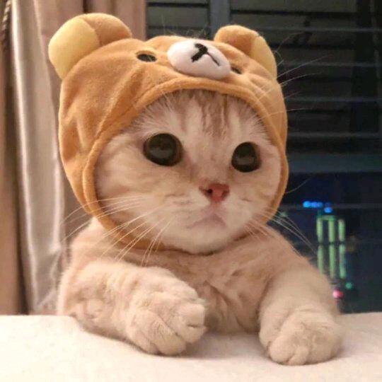 竹林丨轻语