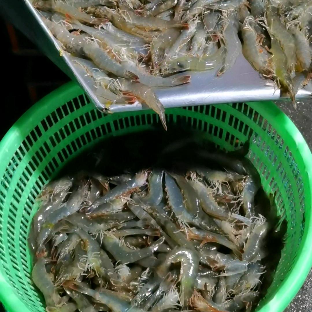 鲜领天下水产