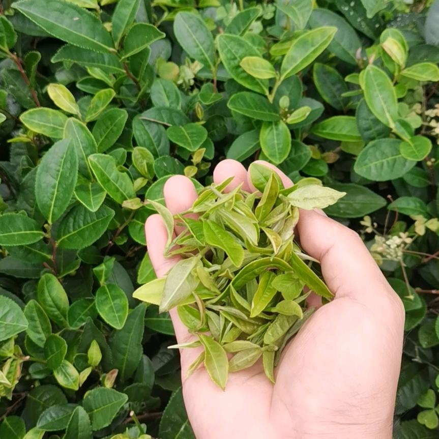 正宗崂山茶自产自销
