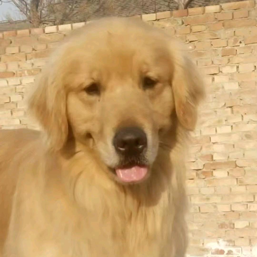 运金宠物精品小铺