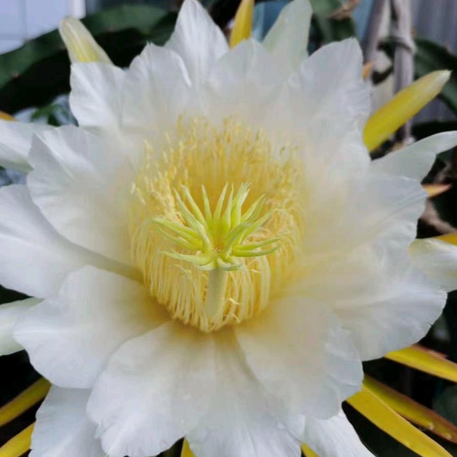 💝 芳   💝