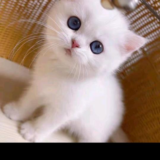 小猫咪。
