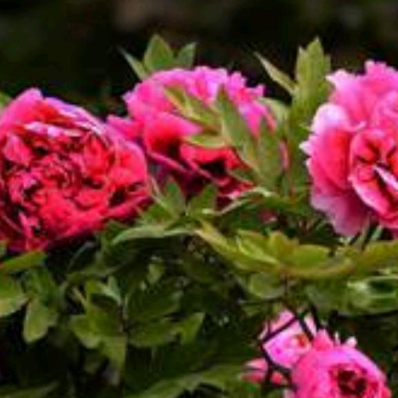 冯奶奶～～育儿早教