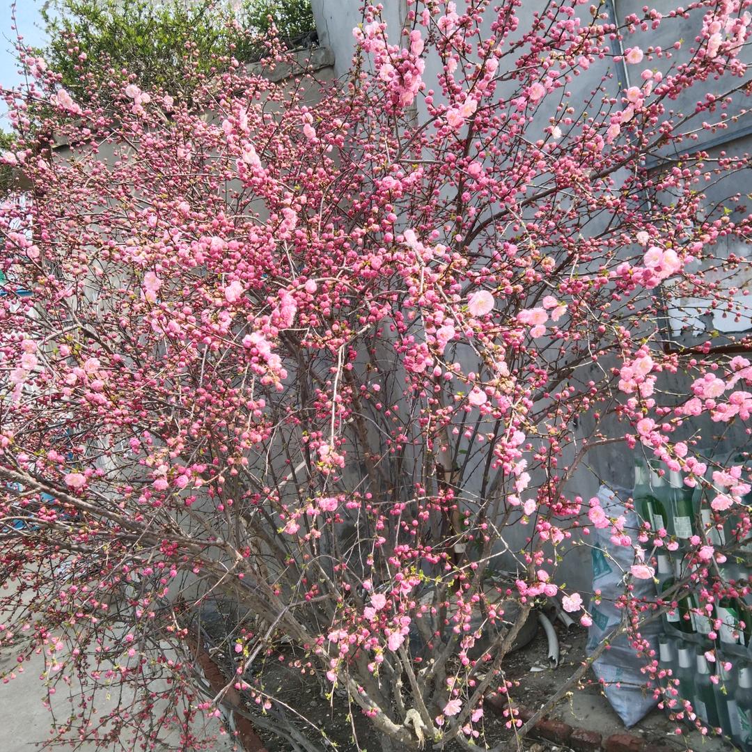 二月鼠