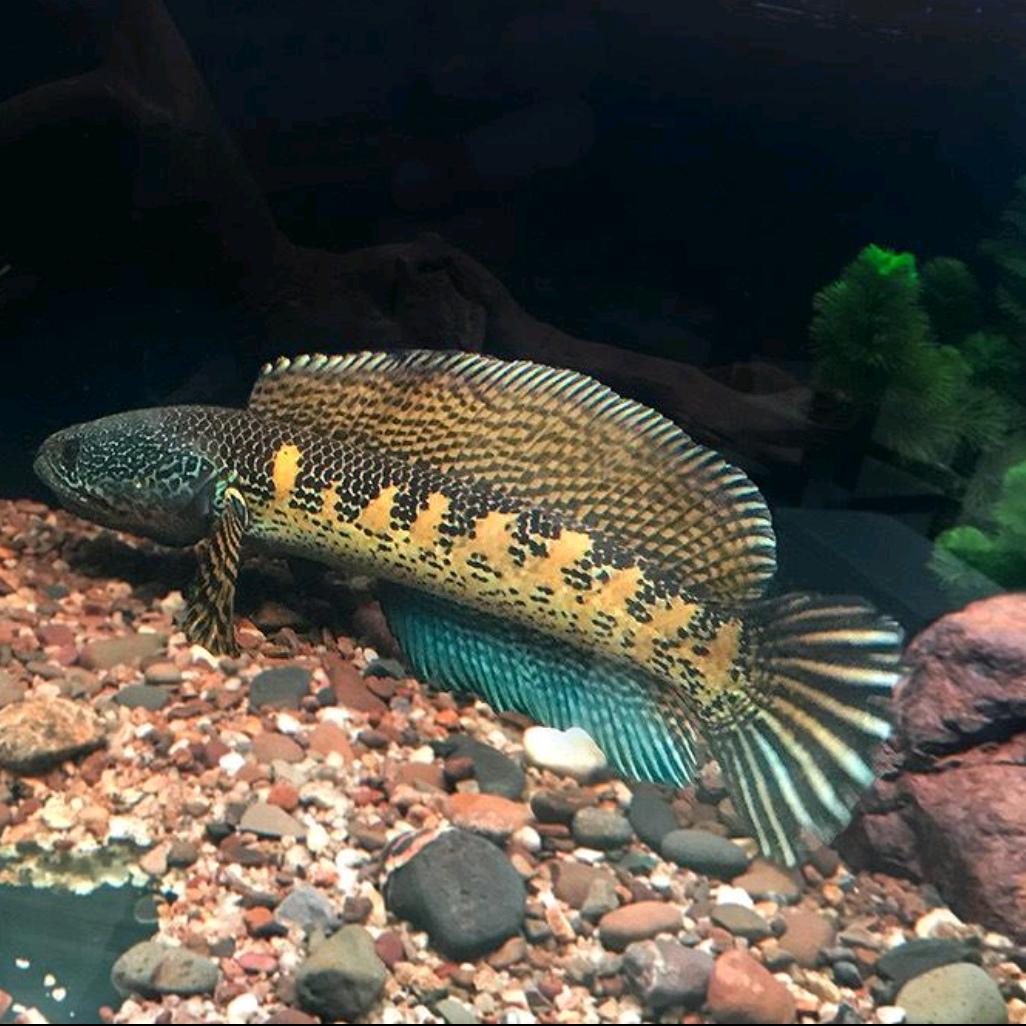 原辰雷龙（臻选）