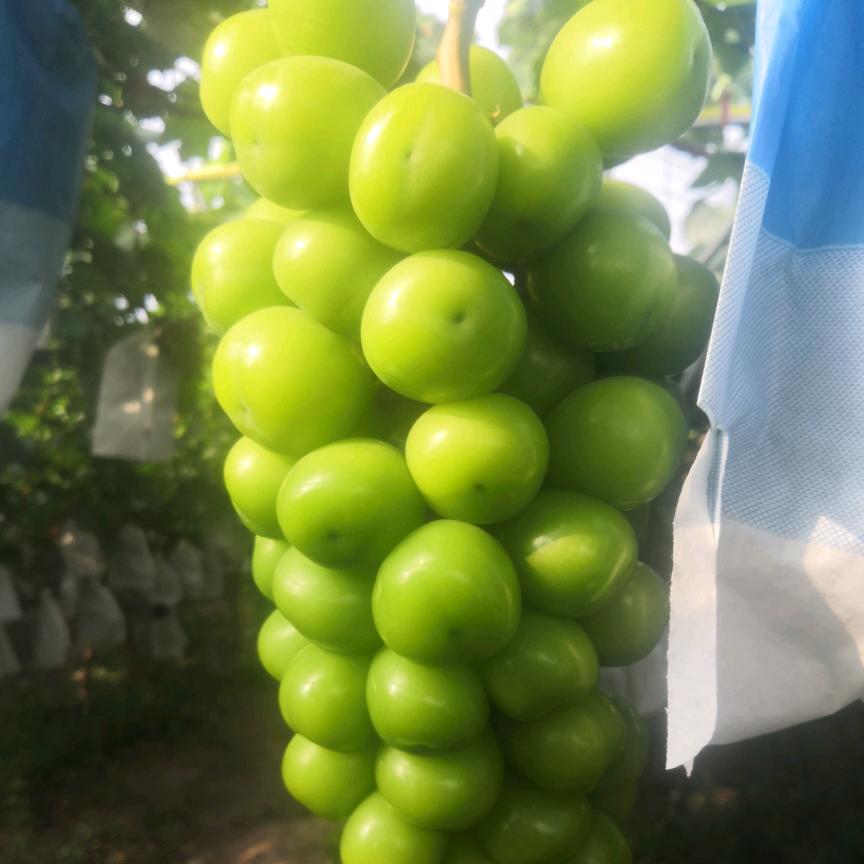 西昌种葡萄的小罗