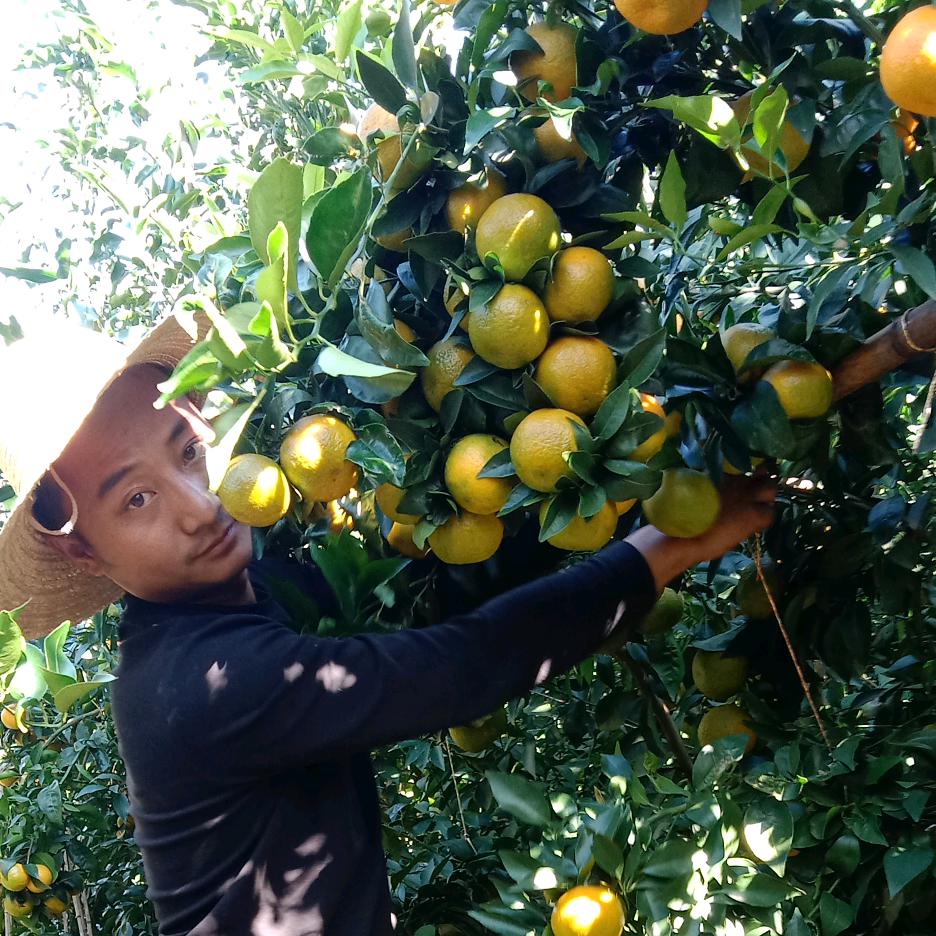 四茂种植专业合作社