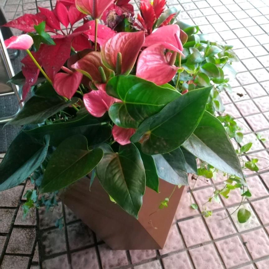 天哥（崇荣）