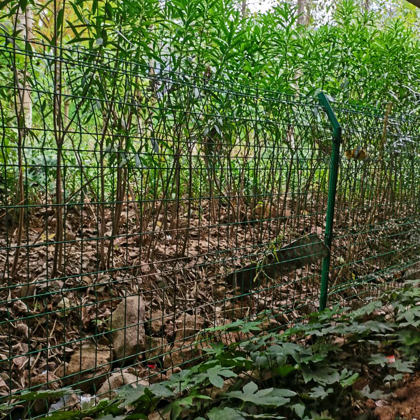 我的太阳