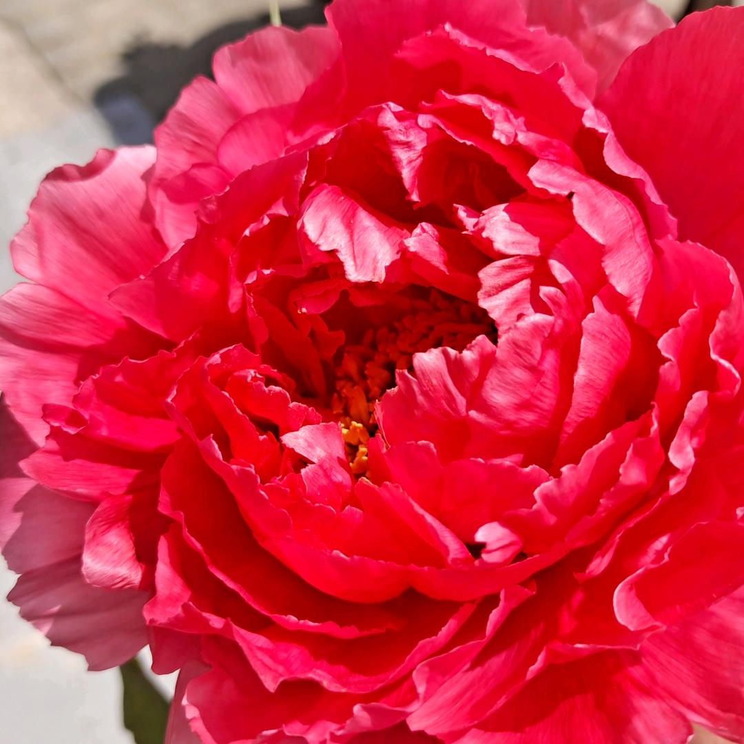 开心    拒绝私聊拒绝合拍