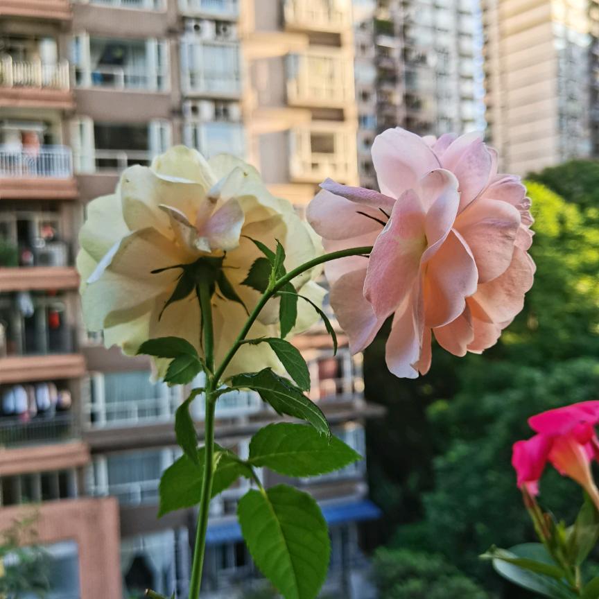 果妈