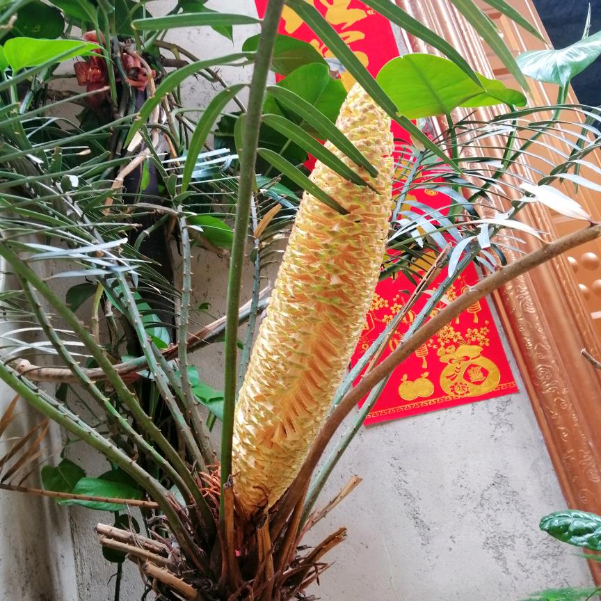 天天开心