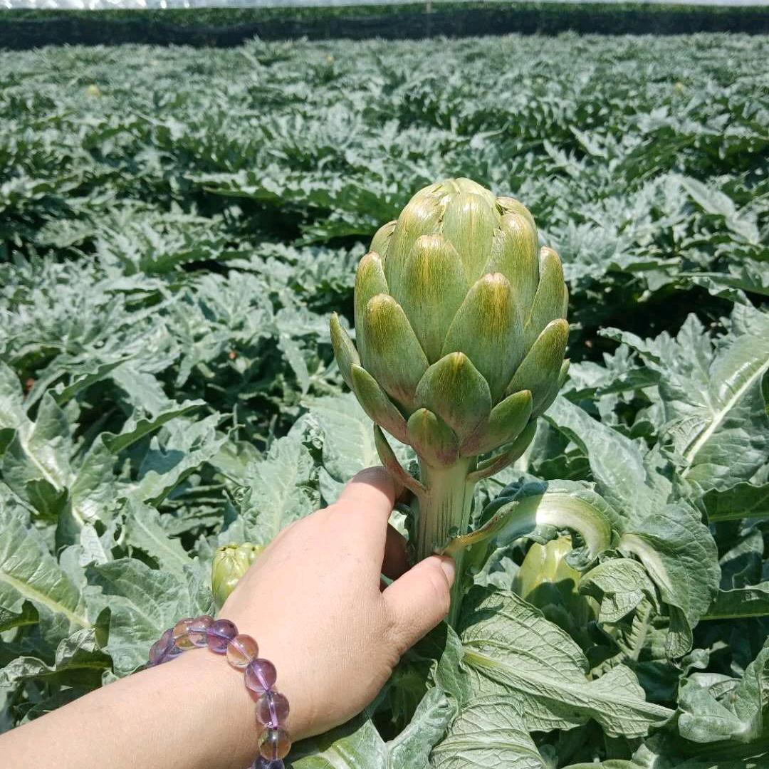 丫丫洋蓟供应链