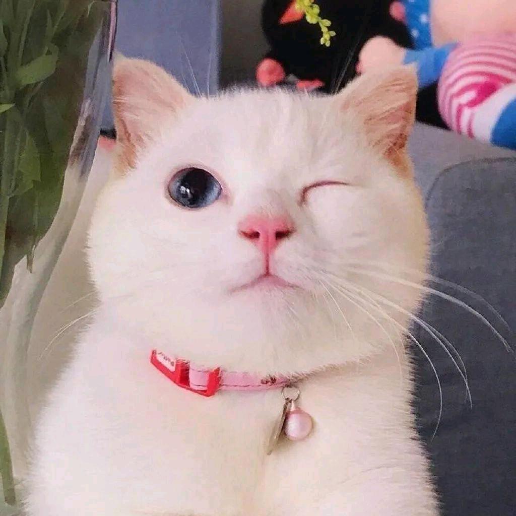 oΟo、坏饼