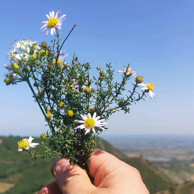 麦子熟了158651425