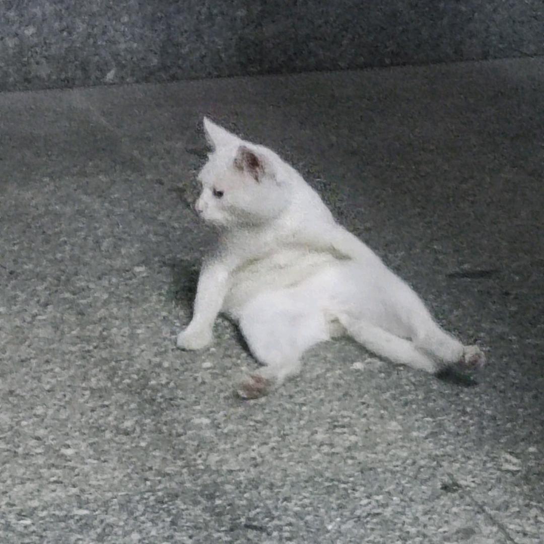 矢图