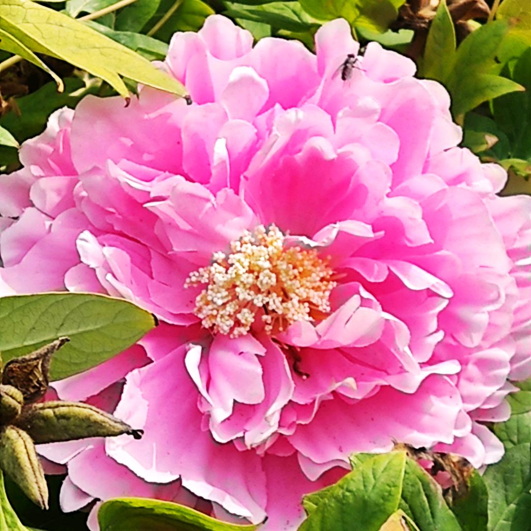 🌸🌸Lan❤️❤️