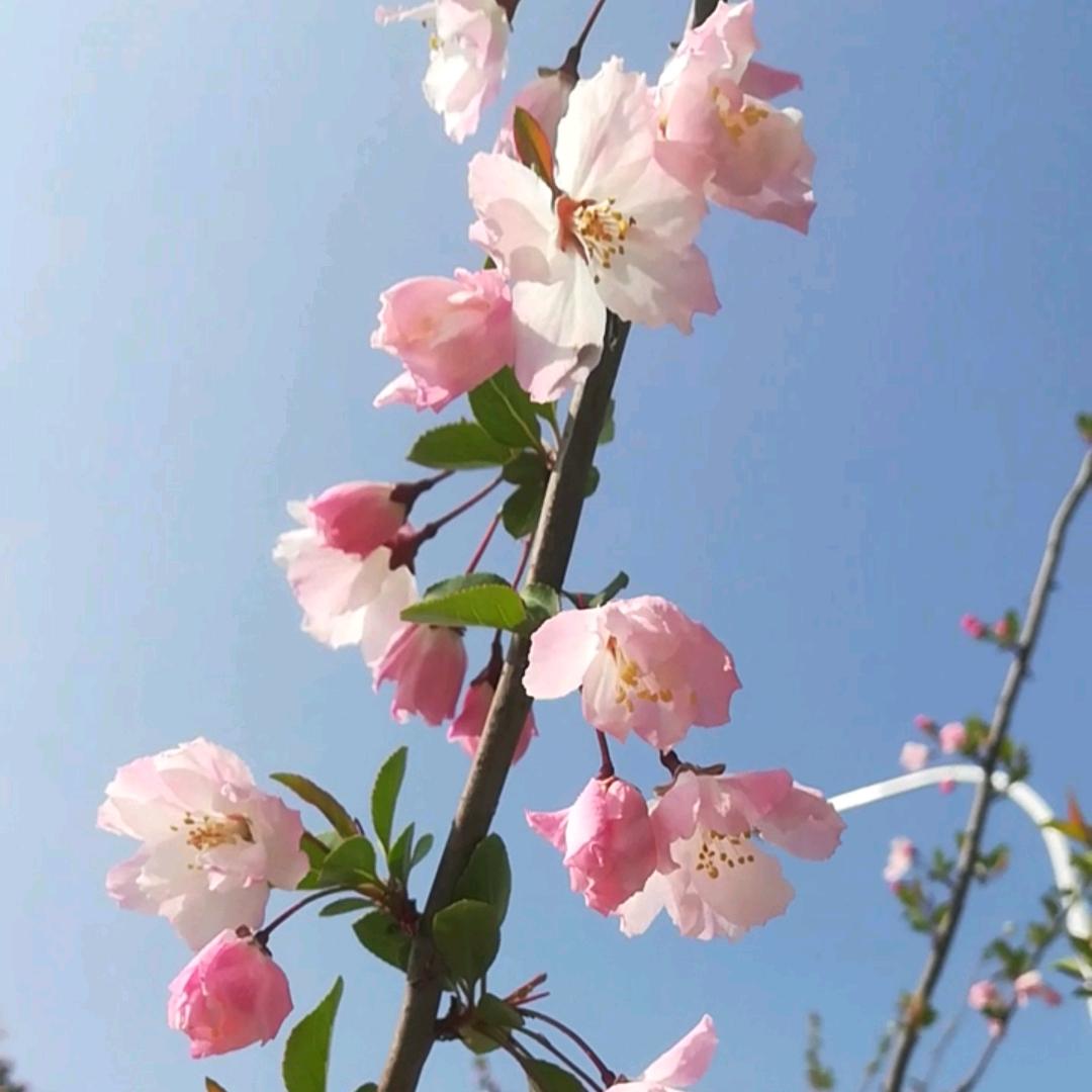 86伟