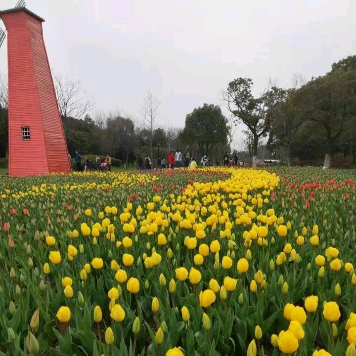 一杯柠檬茶🍀🍓