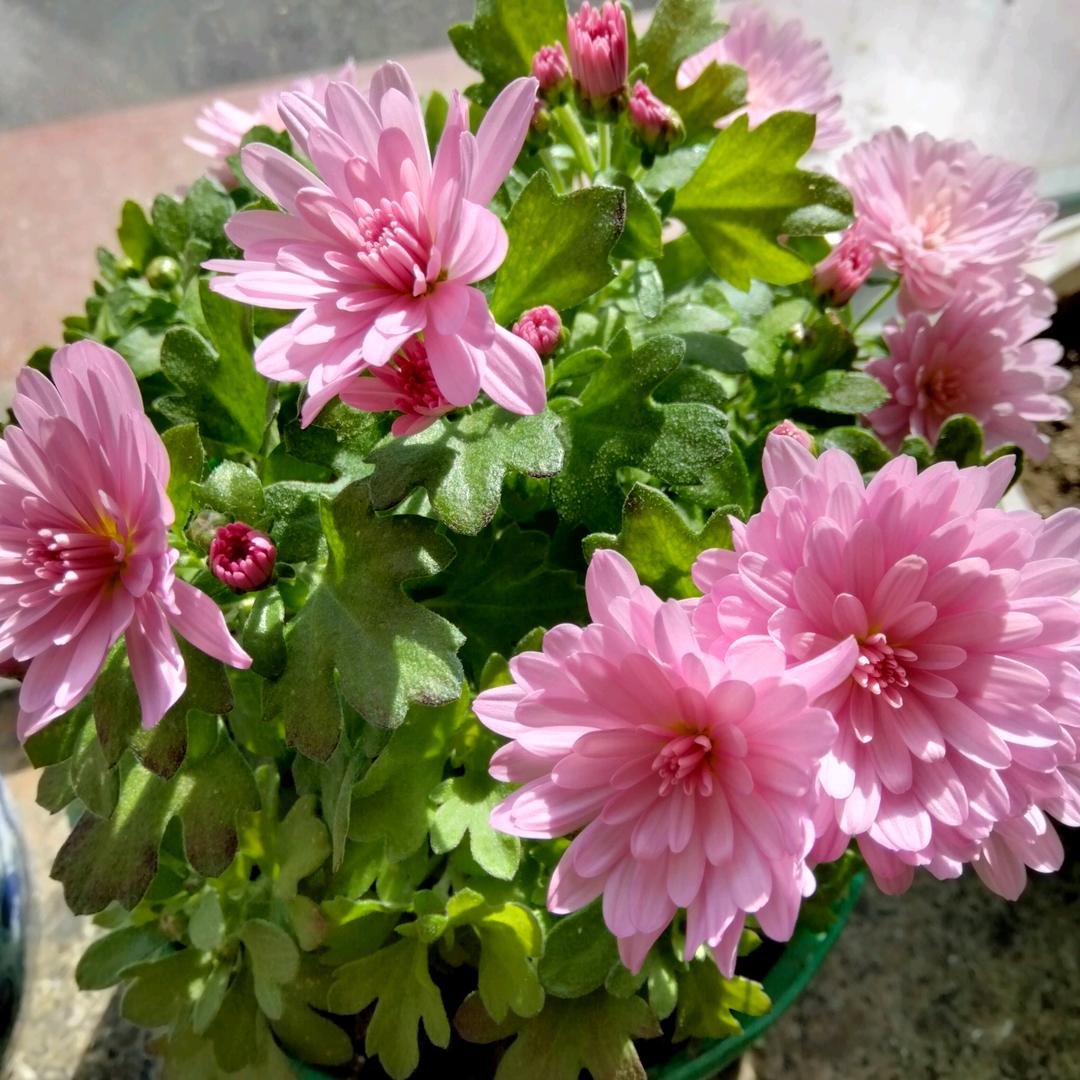 幸福来敲门🌺