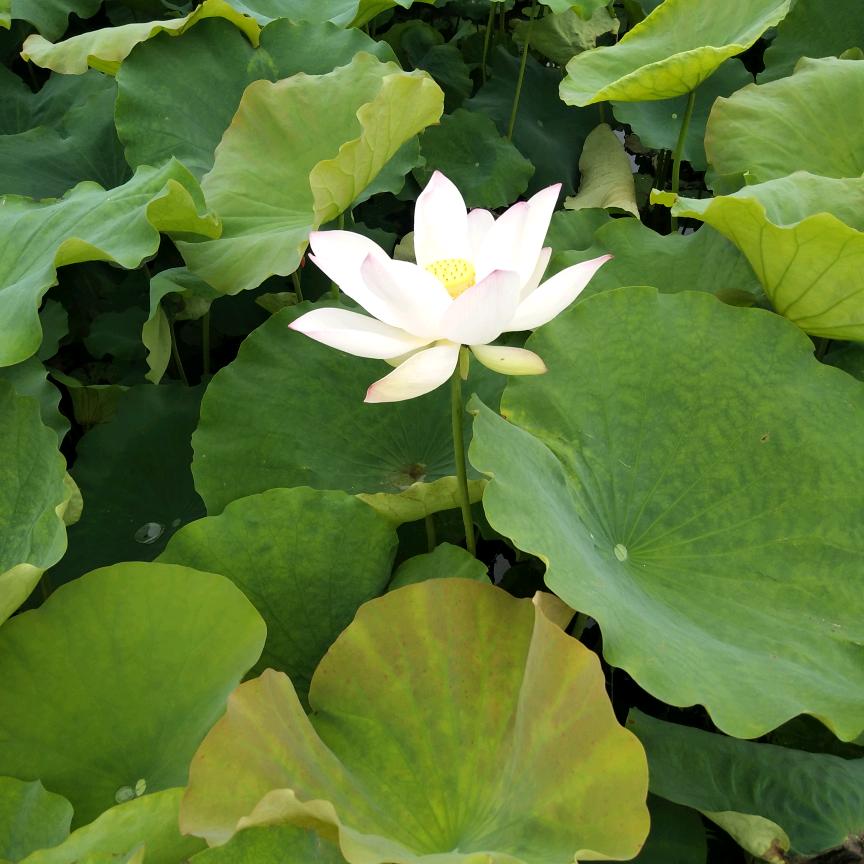 龙行天下1