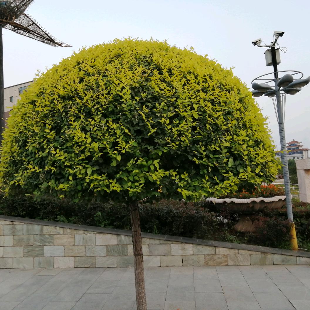 香山红叶、有凤来仪、凤来不思归。