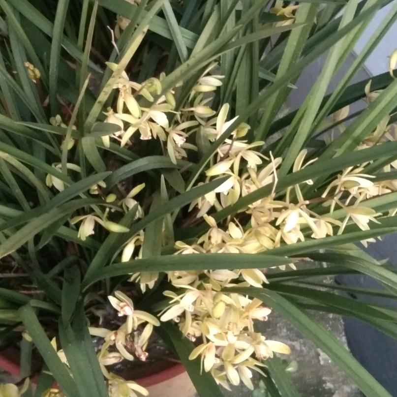 心醉谁懂