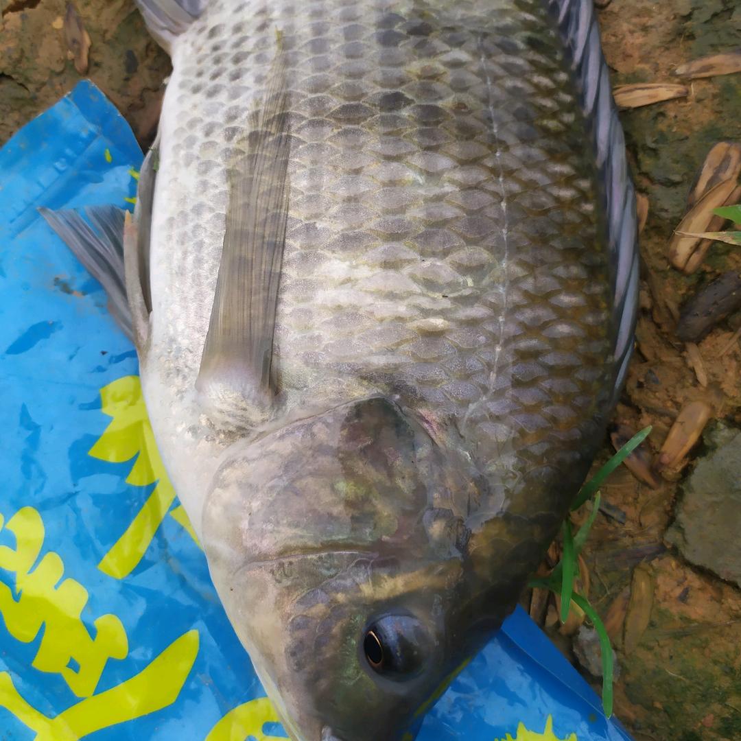 🌈🌈漂不动钓手🌈🌈