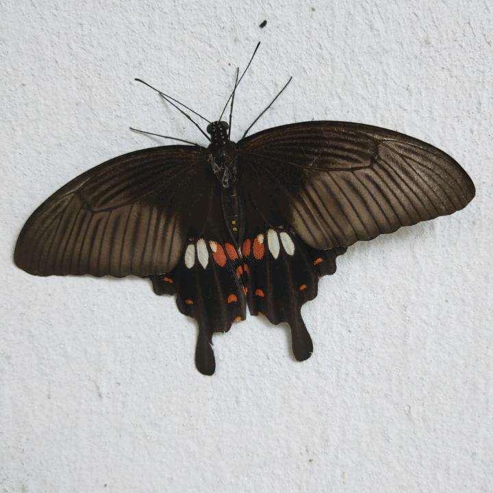 杨癫疯