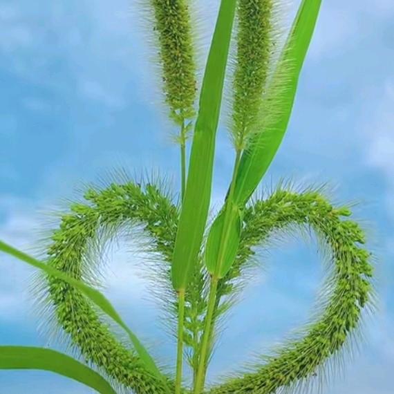 三里清风十里香