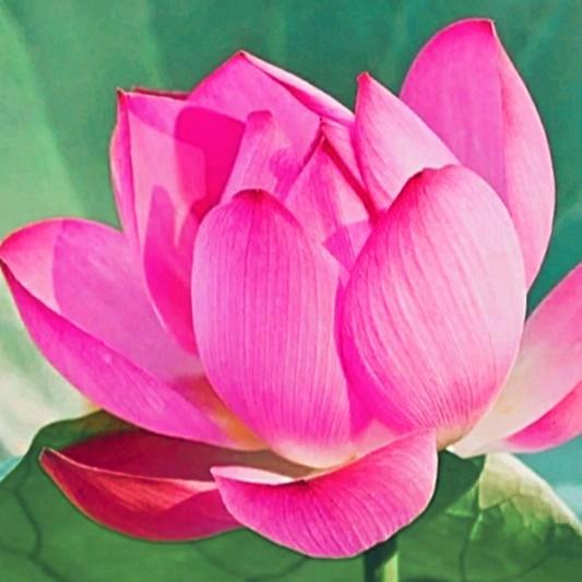 🌸🌸平淡是真🌺🌺