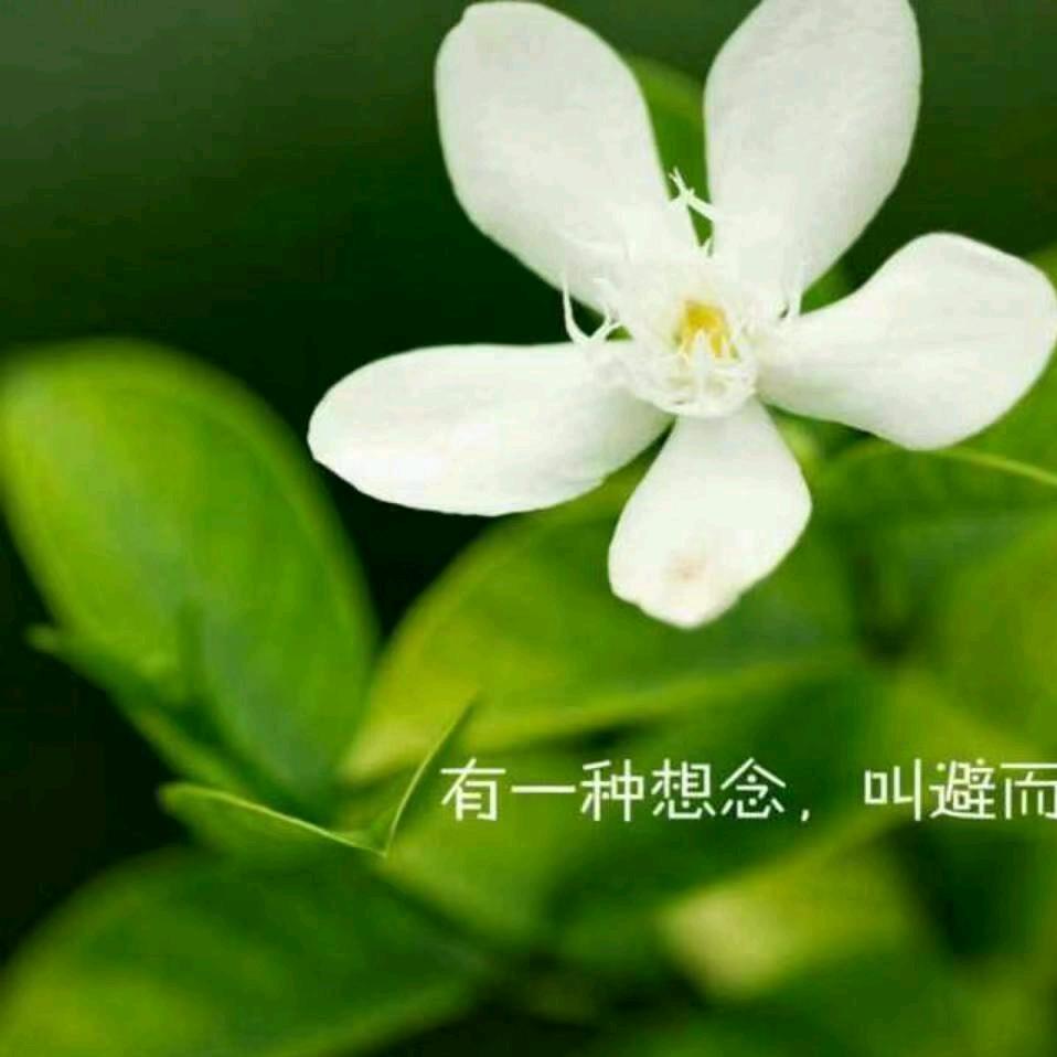 红叶