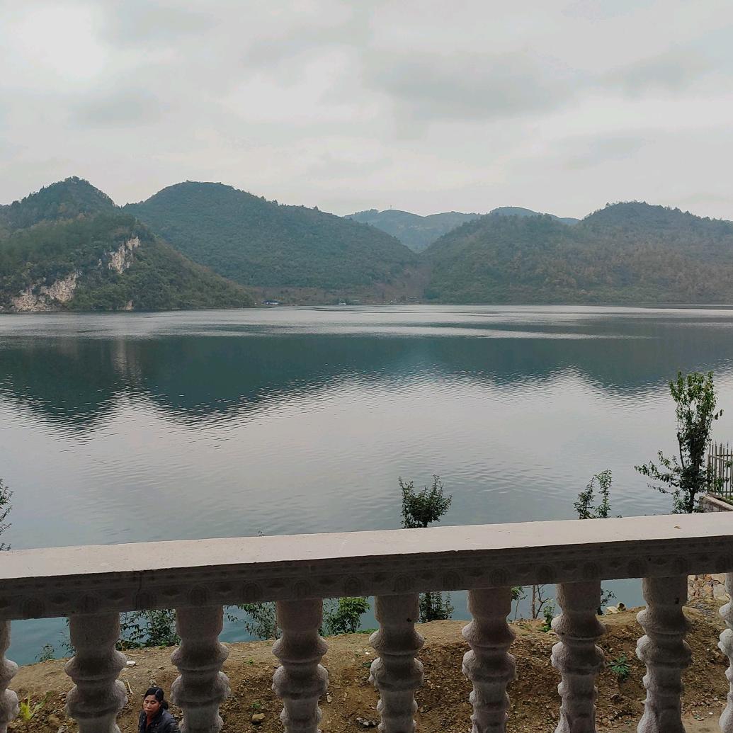 追逐浪的海豚头像