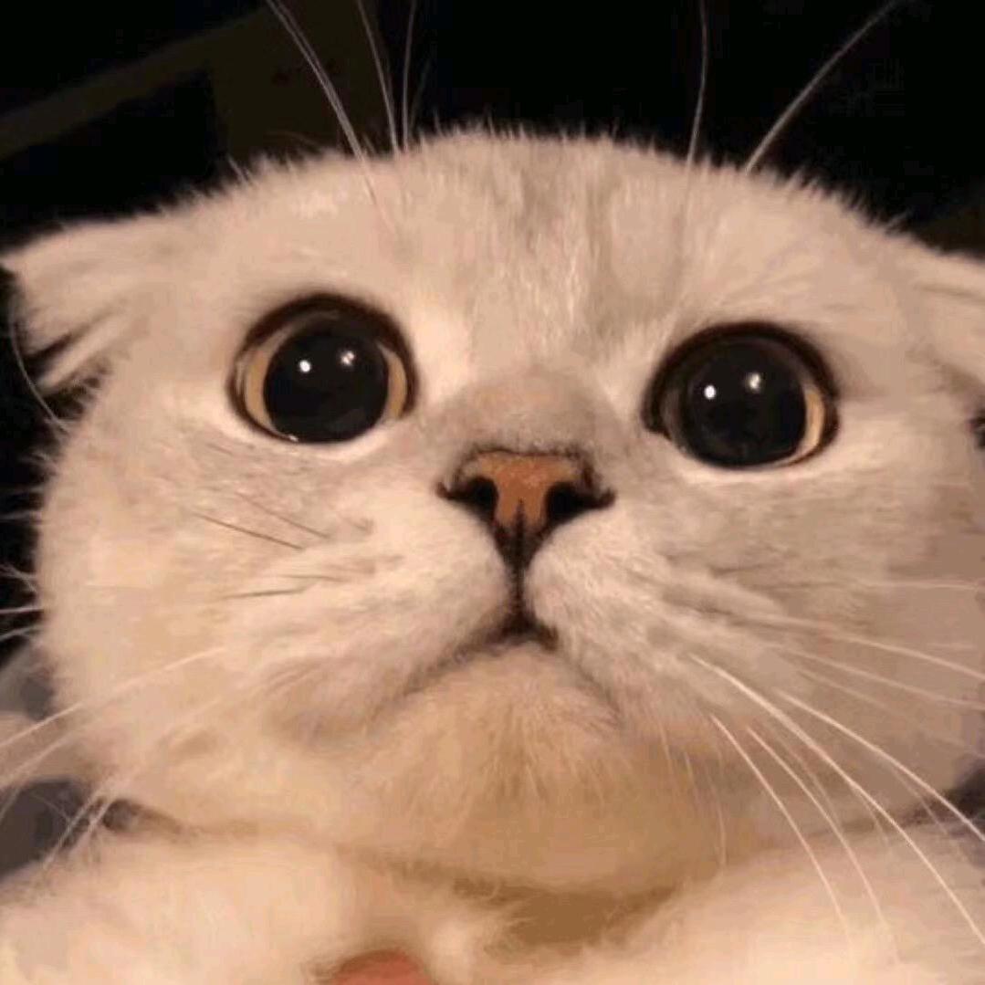 肥肥子方方