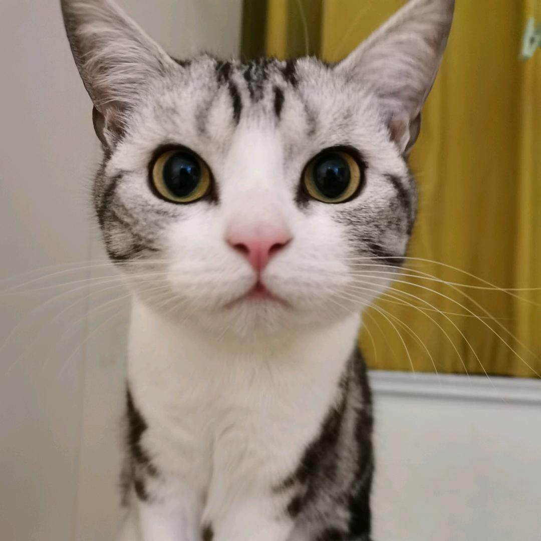 果果喵来啦